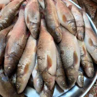 ماهی خوشمزه ارزان