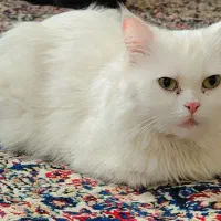 گربه پرشین|گربه|جیرفت, |دیوار