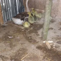 بچه قوغاز و بچه اردک اسرائیلی