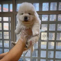 چاوچاو سفید پوزه فلت|سگ|تهران, ولنجک|دیوار