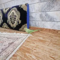 طوطی ملنگو|پرنده|بیرجند, |دیوار