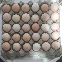 تخم مرغ نطفه دار و خروس بالغ یکساله