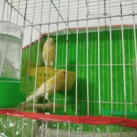 قناری جفت|پرنده|مشهد, شهید قربانی|دیوار