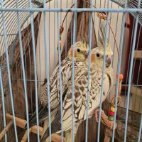 عروس هلندی یکساله رام/جوجه دون خور/رام|پرنده|هشتگرد, شهرک ایران خودرو|دیوار