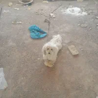 سگ بازی گوش حرف گوش کن