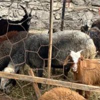 فروش گوسفند نر و میش بهمراه بره