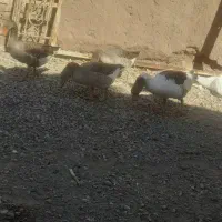 غاز بالغ|حیوانات مزرعه|گنبکی, |دیوار