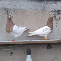 کبوتر کله زرد بی کاکل