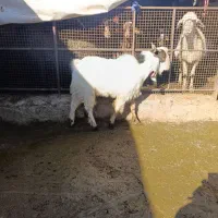 چپش نر (سابرین)