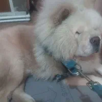 سگ چاو چاو