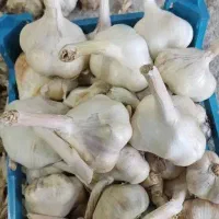 سیر سفید درشت همدان کیلویی ۱۵۰