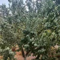 فروش باغ ویلا ۱۰۰۰ متری ۱ خوابه در شهرک فروردین|فروش خانه و ویلا|کرج, مهرویلا جنوبی|دیوار