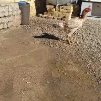 فروش مرغ لاری و بوقلمون ماده