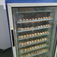 ماکو جوجه محلی