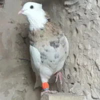 کبوتر الماس۰ی و طوقی خفت