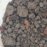 مله یا ابدوزک