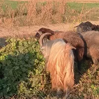 نربزجلورو|حیوانات مزرعه|شازند, |دیوار