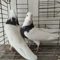 طوقی پرشی میل بازیکن معاوضه با دمگیر