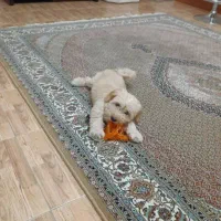 واگذاری سگ شیتزو ۵ماهه|سگ|رشت, علی آباد|دیوار