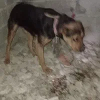 توله سگ روتوایلر نژاد دار ماده ۱۰ ماهه واکسن زده|سگ|خوش‌رودپی, |دیوار