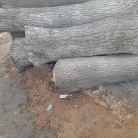 خرید چوب|خدمات باغبانی و درختکاری|مراغه, |دیوار