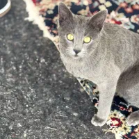 گربه|گربه|قزوین, |دیوار