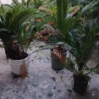 فروش فوری  تعدادی  سیکاس