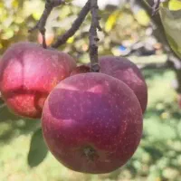 ۲۰ درصد برداشت بیشتر،کود فروت ست کروا|گل و گیاه طبیعی|تهران, چیتگر جنوبی|دیوار
