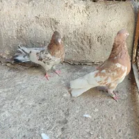 کبوتر رنگ