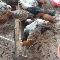 جوجه نگو طلا بگوو