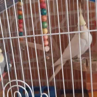 فروش پرنده|پرنده|پیر بکران, |دیوار