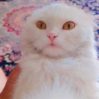 گربه پرشین|گربه|رفسنجان, |دیوار