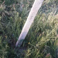 پایه بتونی فنس و درخت