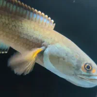 چانا فایر اند ایس