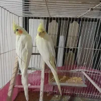 عروس هلندی گمشده