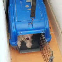 سگ شیتزو سفید|سگ|گنبد کاووس, |دیوار