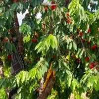 باغ خوش قواره فروشی