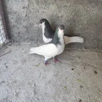 کبوتر شهری ماده راست