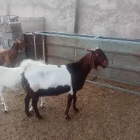 گوسفند|حیوانات مزرعه|داراب, |دیوار