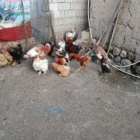 مرغ وخروس برهما ۸عدد مابقی لاری وبوقلمون ۳عدد