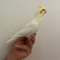 عروس هلندی مولد