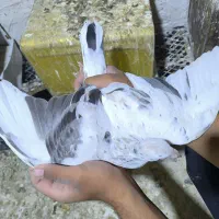 کفتر|پرنده|شیراز, فخرآباد (دروازه کازرون)|دیوار