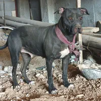 سگ میکس پیتبول کنکورسو