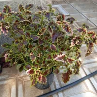 حسن یوسف|گل و گیاه طبیعی|اهر, |دیوار