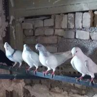 کبوتر بالاگیر|پرنده|کارون, |دیوار