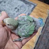 جوجه سرلاکی طوطی برزیلی|پرنده|تهران, تهرانپارس جنوبی|دیوار