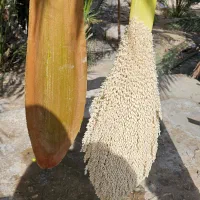 گرده نخل نر خرما ، معجزه طبیعت|خوردنی و آشامیدنی|تهران, توحید|دیوار