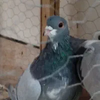 نر خرقه دمگیر دمپاک سر روس|پرنده|برخوار, |دیوار