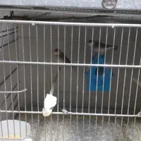 فنچ نرگسی ومرغ عشق