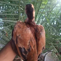 مرغ کوهی و محلی|حیوانات مزرعه|ایرانشهر, |دیوار